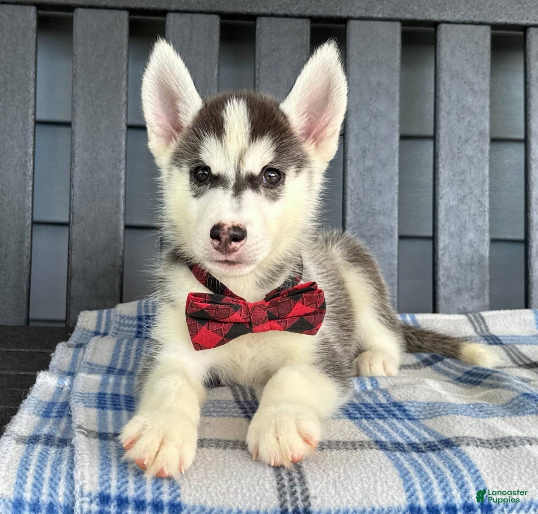 Siberian Husky dogs for sale: Charlie - Image 1