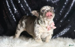 French Bulldog dogs for sale: Chanel - Image 6