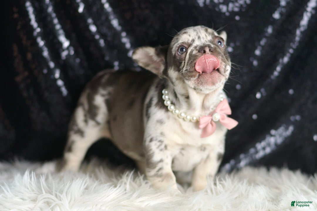 French Bulldog dogs for sale: Chanel - Image 6