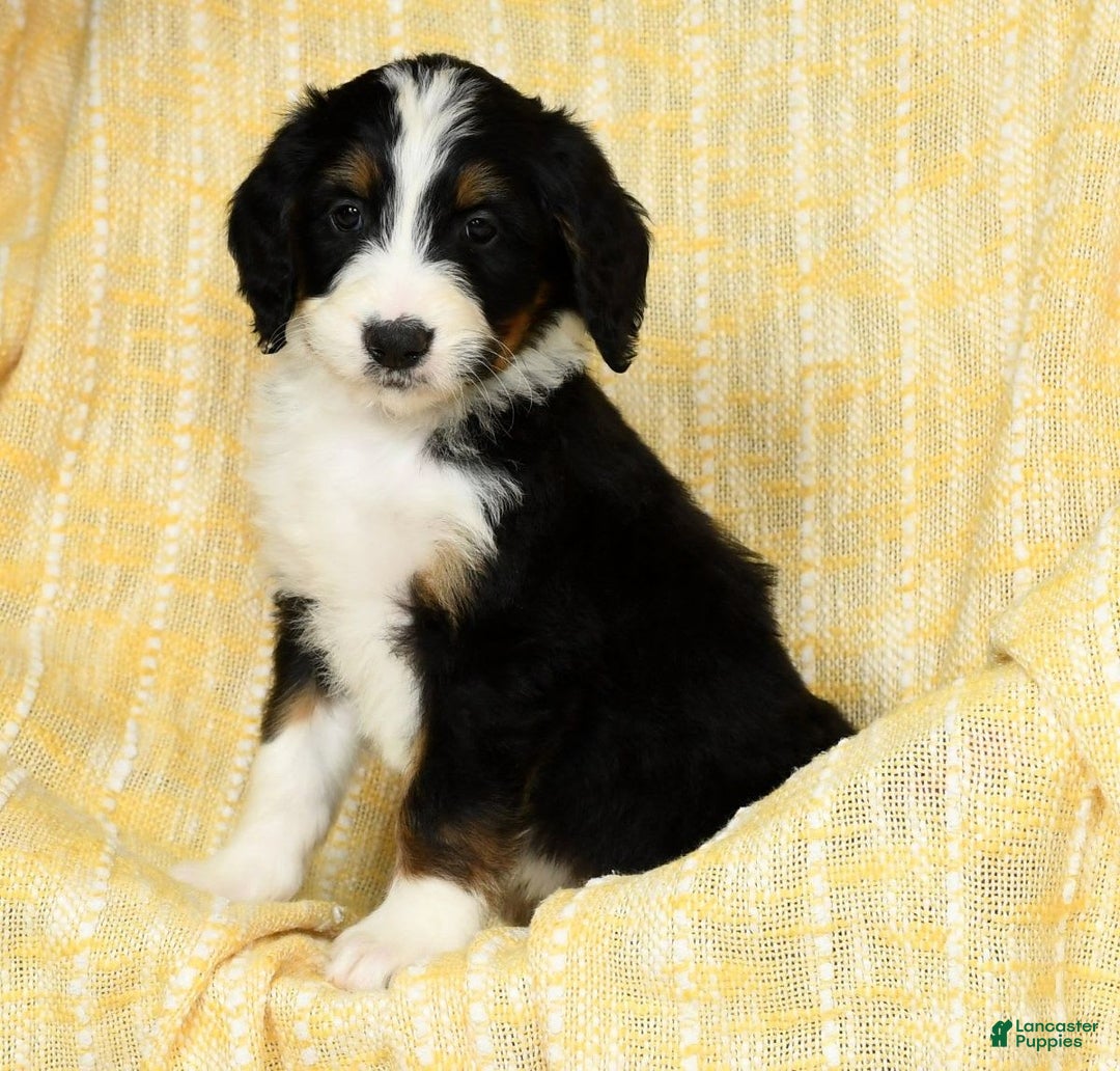 Bernedoodle dogs for sale: Lola - Image 16