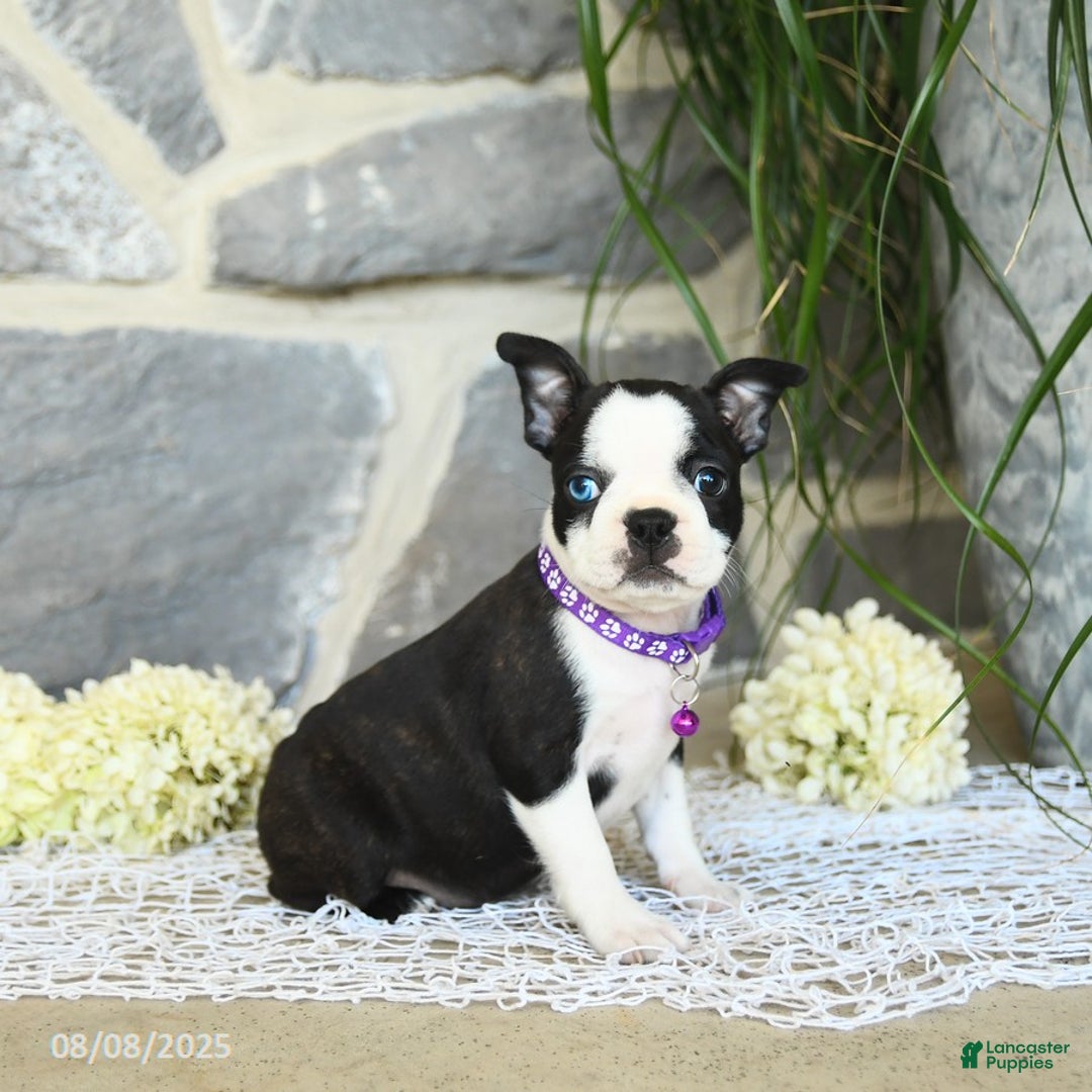 Boston Terrier dogs for sale: Winnie Blue Eye - Image 3