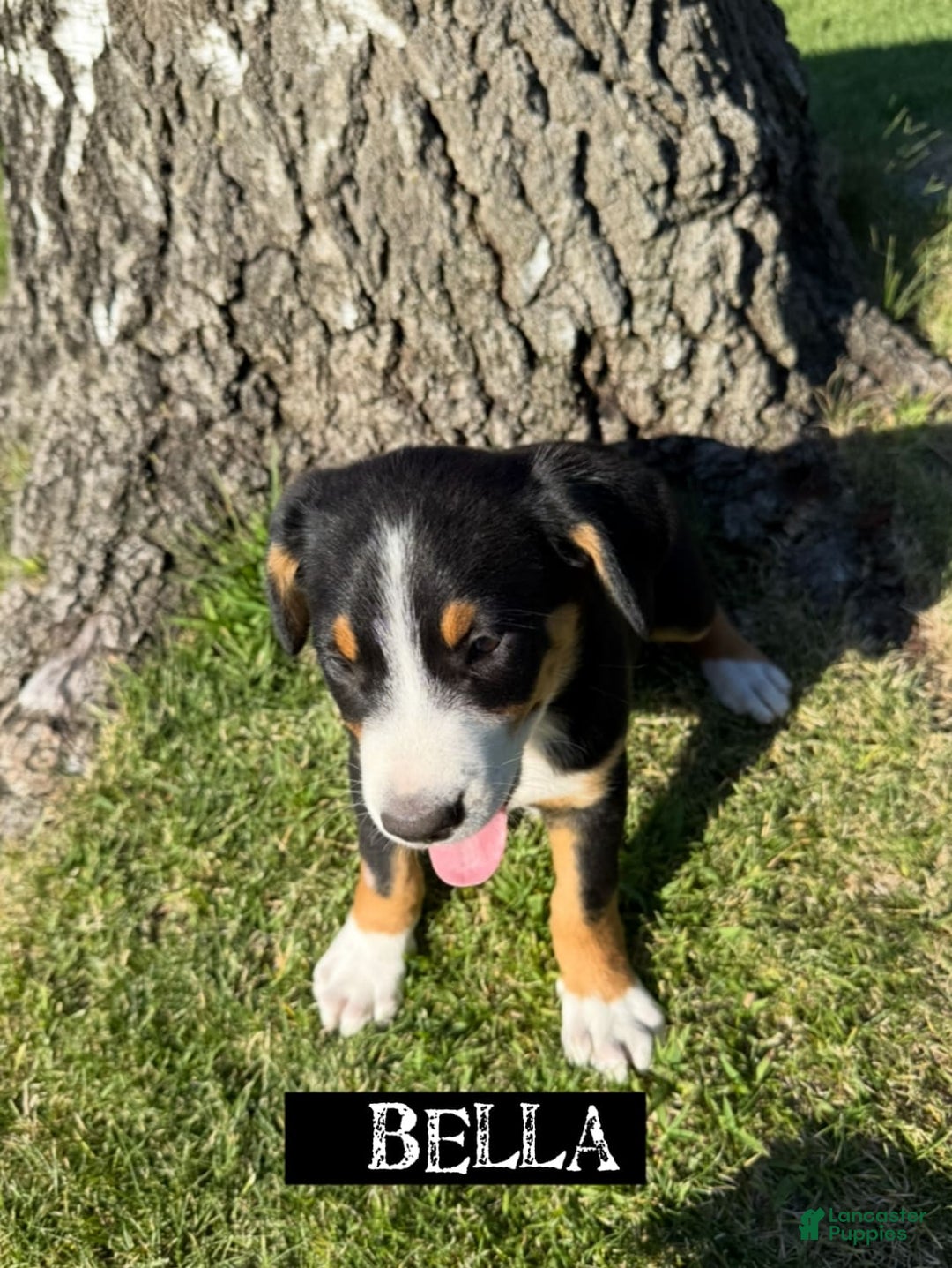 Greater Swiss Mountain Dog dogs for sale: Bella - Image 1