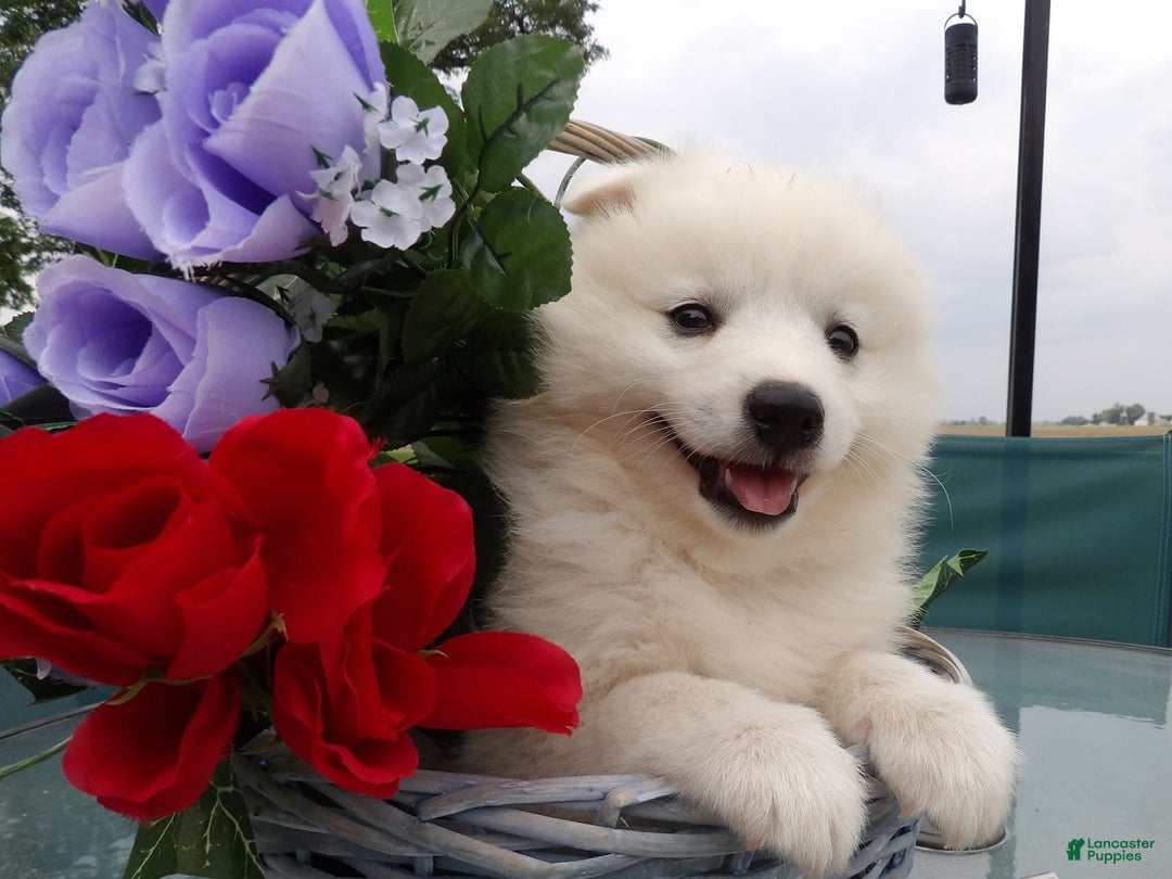 American Eskimo dogs for sale: Frosty - Image 1