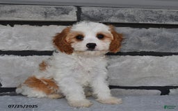 Cavapoo dogs for sale: Callie - Image 1
