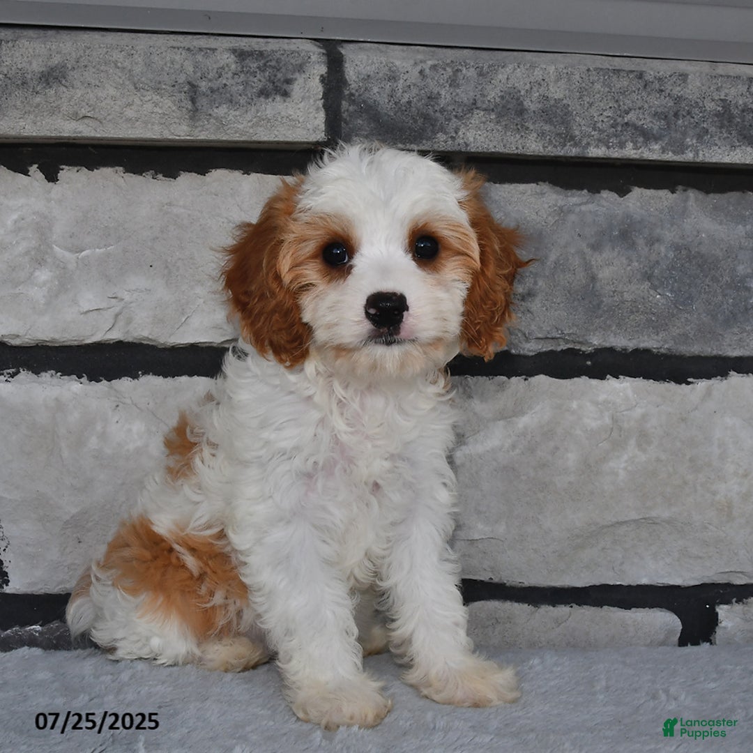 Cavapoo dogs for sale: Callie - Image 1