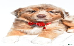 Miniature Australian Shepherd dogs for sale: Miniature Australian Shepherd 7 puppies - Image 25