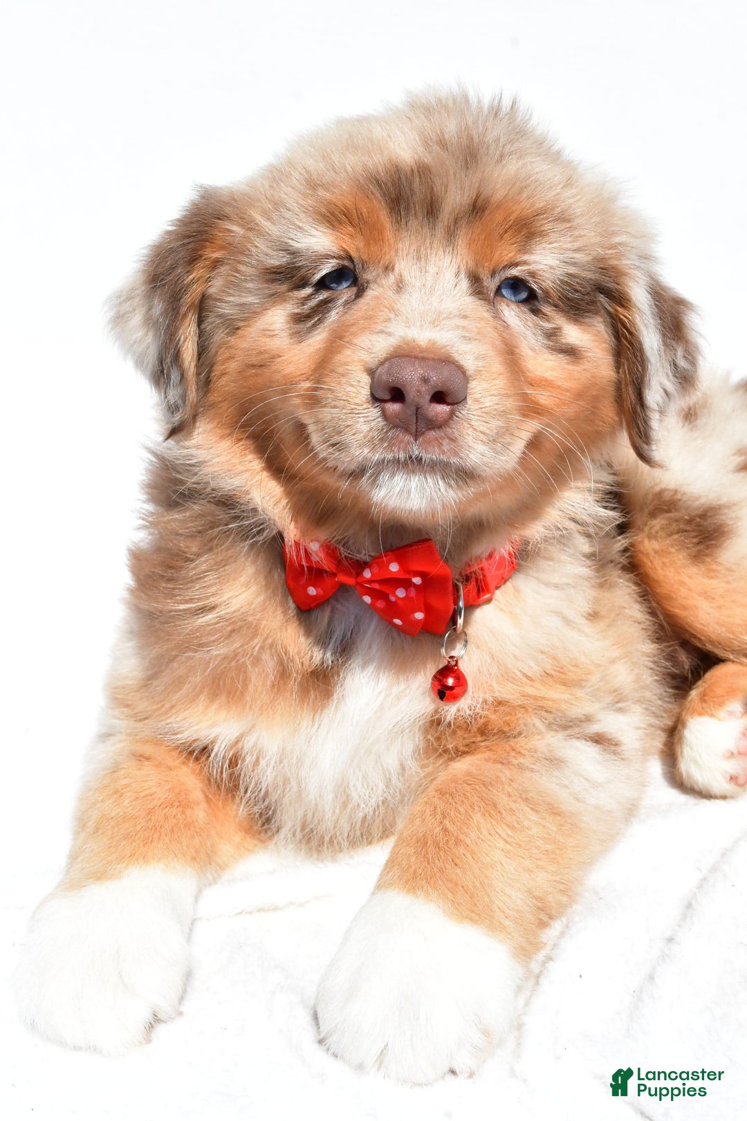 Miniature Australian Shepherd dogs for sale: Miniature Australian Shepherd 7 puppies - Image 25