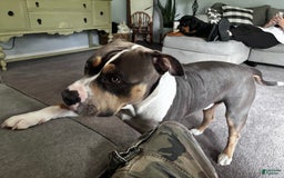 American Bully dogs for stud: Bronx - Image 5