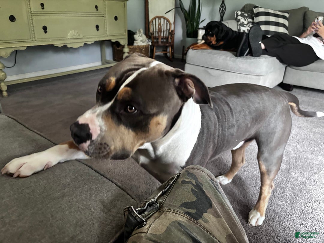 American Bully dogs for stud: Bronx - Image 5