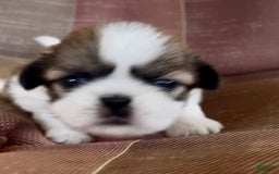 Shih Tzu dogs for sale: Ollie - Image 9
