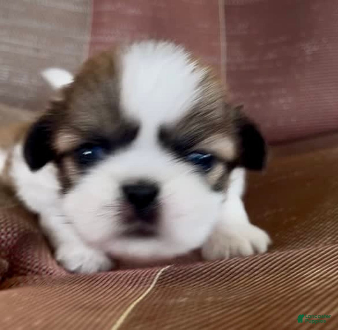 Shih Tzu dogs for sale: Ollie - Image 9