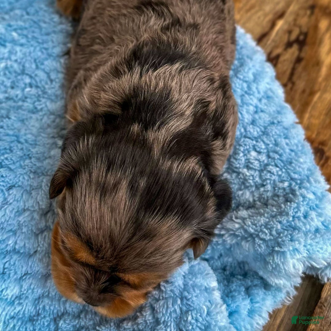 Cavalier King Charles Spaniel dogs for sale: Robby - Image 4