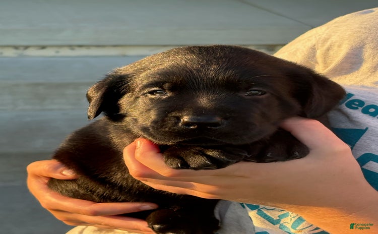 Labrador Retriever dogs for sale - Ad 2
