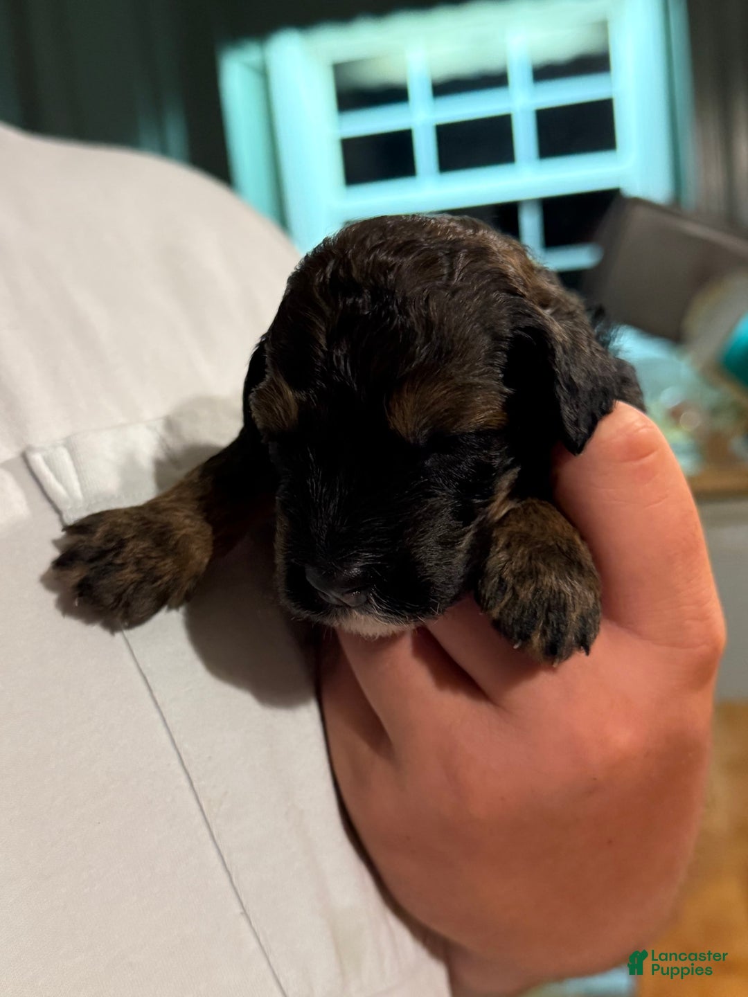 Bernedoodle dogs for sale: Green Collar Girl - Image 1