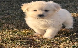 Alaskan Malamute dogs for sale: Evangeline - Image 6