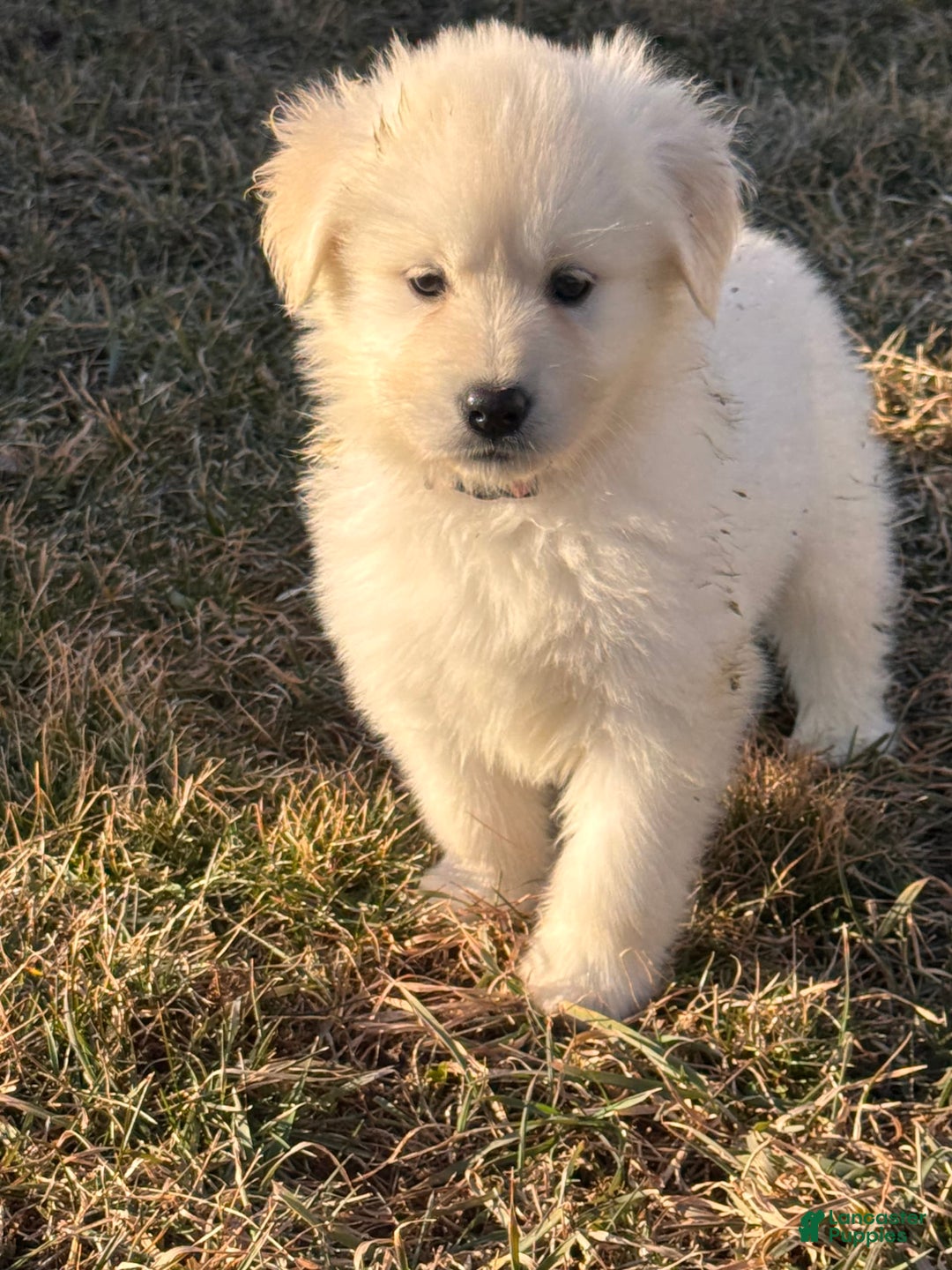 Alaskan Malamute dogs for sale: Evangeline - Image 6