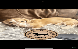 Miniature Dachshund dogs for sale: Rocky - Image 9