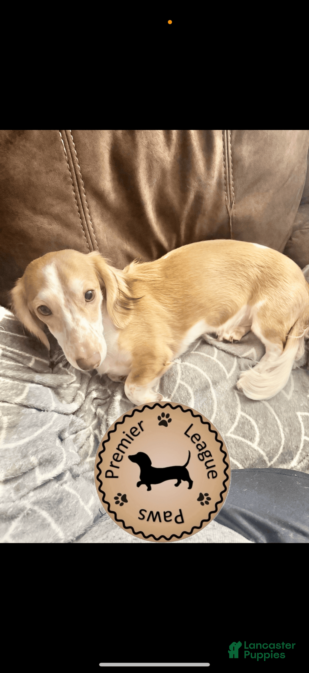 Miniature Dachshund dogs for sale: Rocky - Image 9