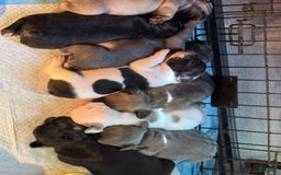 French Bulldog dogs for sale: Female 2 - Image 8