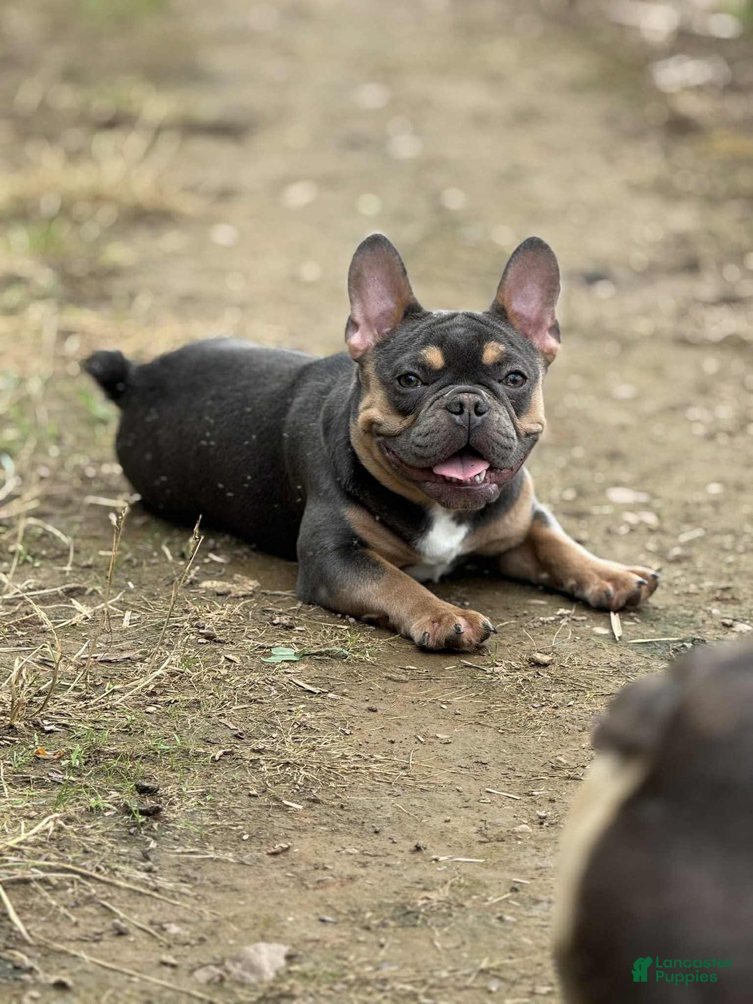 French Bulldog dogs for sale: Peanut - Image 1