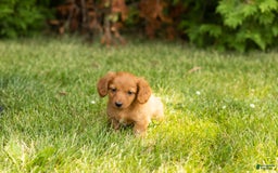 Miniature Dachshund dogs for sale: Millie - Image 8
