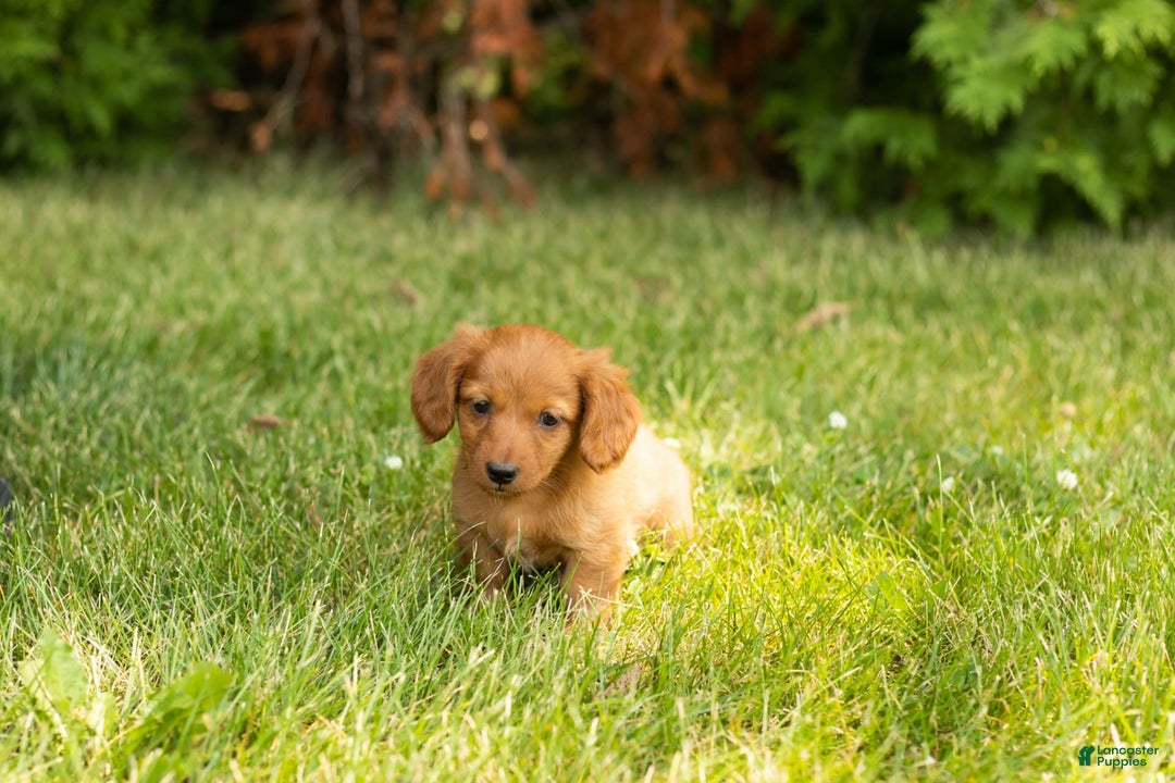 Miniature Dachshund dogs for sale: Millie - Image 8