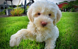 Havapoo dogs for sale: Valentino - Image 8