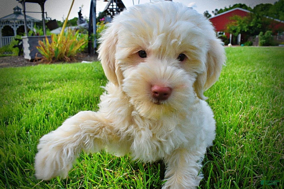 Havapoo dogs for sale: Valentino - Image 8