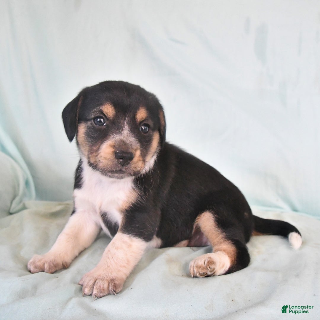 Australian Shepherd dogs for sale: Bella - Image 5
