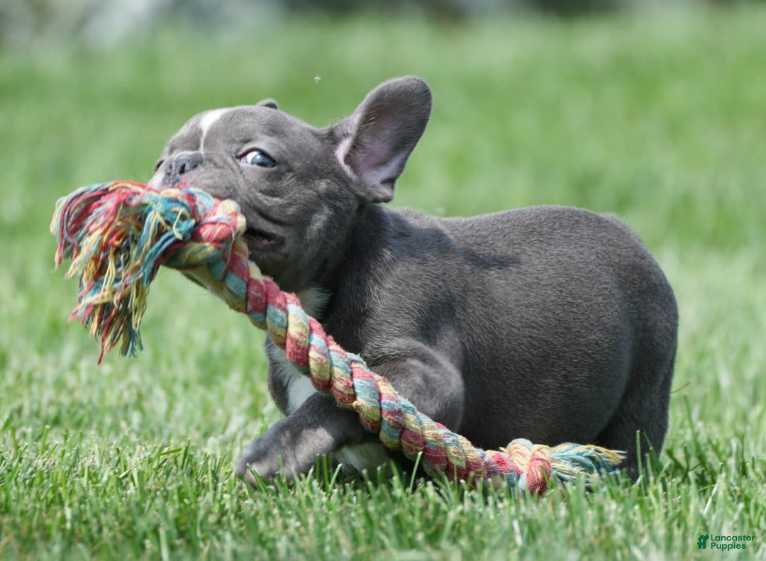 French Bulldog dogs for sale: Abby - Image 4