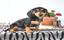 Miniature Dachshund dogs for sale: Cola - Image 20