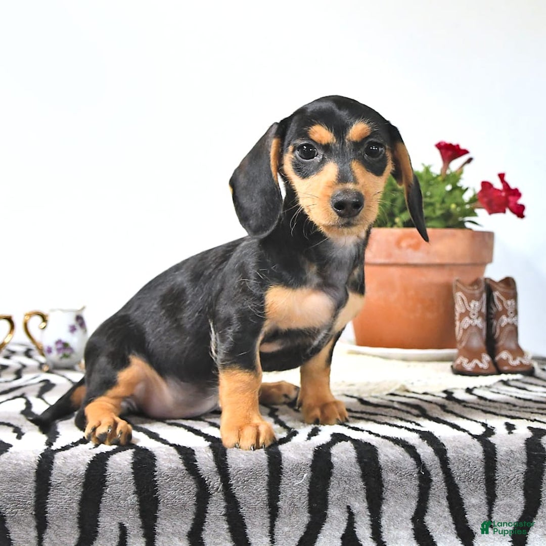 Miniature Dachshund dogs for sale: Cola - Image 20