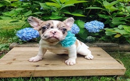 French Bulldog dogs for sale: Athena Akc - Image 42