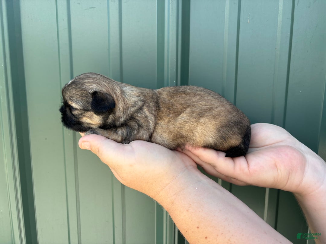 Shih Tzu dogs for sale: Bonbon - Image 3