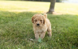 Goldendoodle dogs for sale: Michael - Image 9