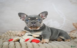 French Bulldog dogs for sale: Ivy - Image 1