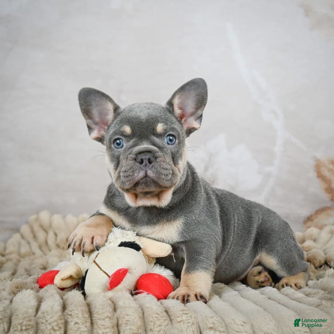French Bulldog dogs for sale: Ivy - Image 1