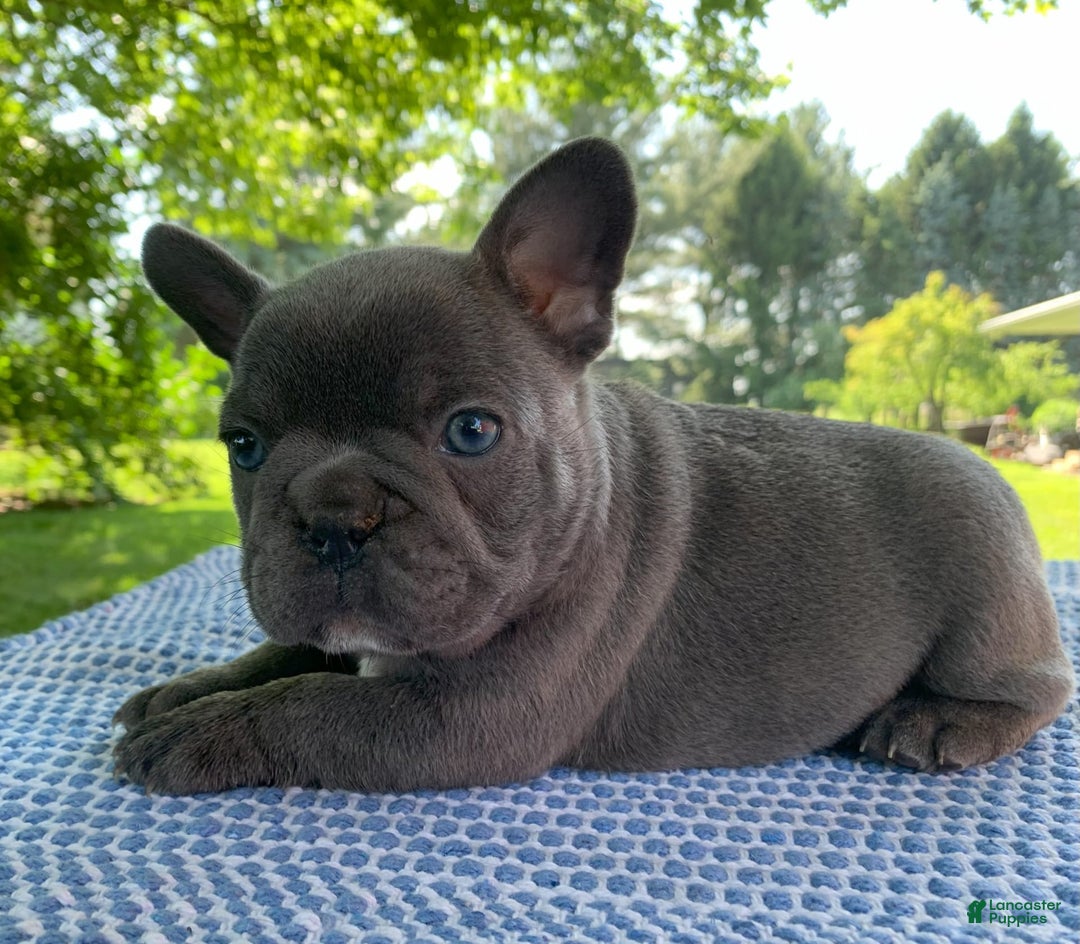French Bulldog dogs for sale: Bruno - Image 4