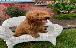Mini Goldendoodle dogs for sale: Libby - Image 3