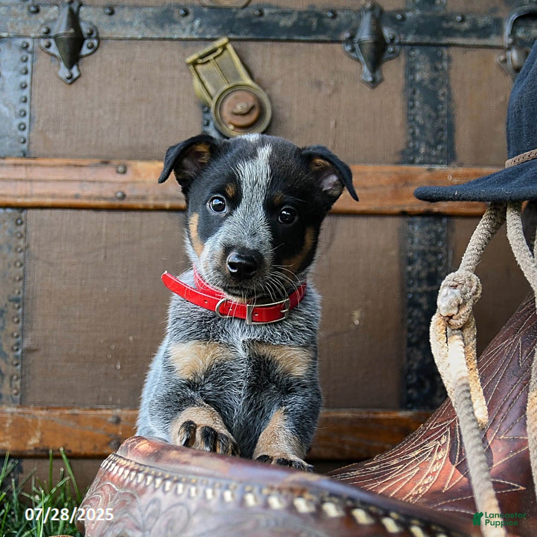 Australian Cattle Dog dogs for sale: Caramel - Image 2