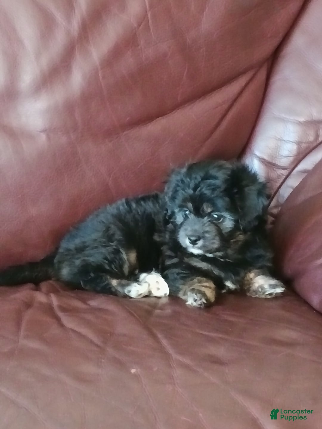 Shihpoo dogs for sale: Pomshihpoo Female Puppy🖤 - Image 3