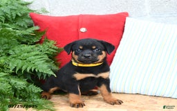 Rottweiler dogs for sale: Ruby - Image 2