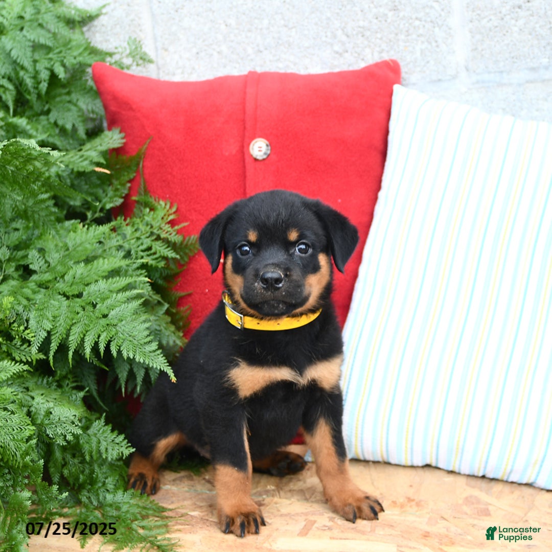 Rottweiler dogs for sale: Ruby - Image 2