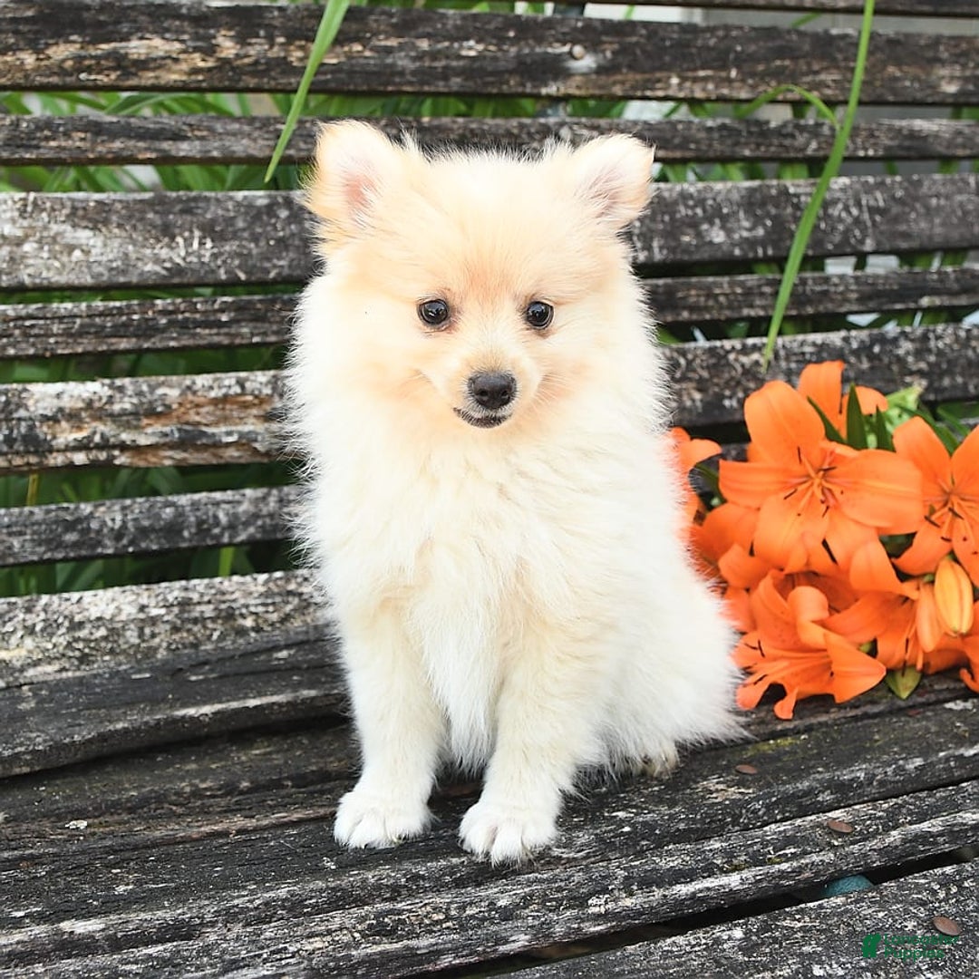Pomeranian dogs for sale: Jess - Image 5