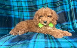 Cockapoo dogs for sale: Taco - Image 5