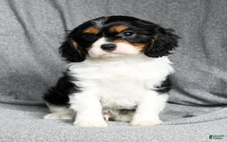 Cavalier King Charles Spaniel dogs for sale: Lenny - Image 4