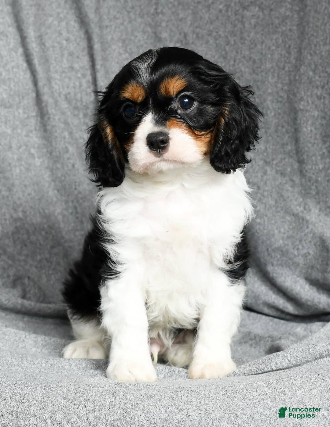 Cavalier King Charles Spaniel dogs for sale: Lenny - Image 4