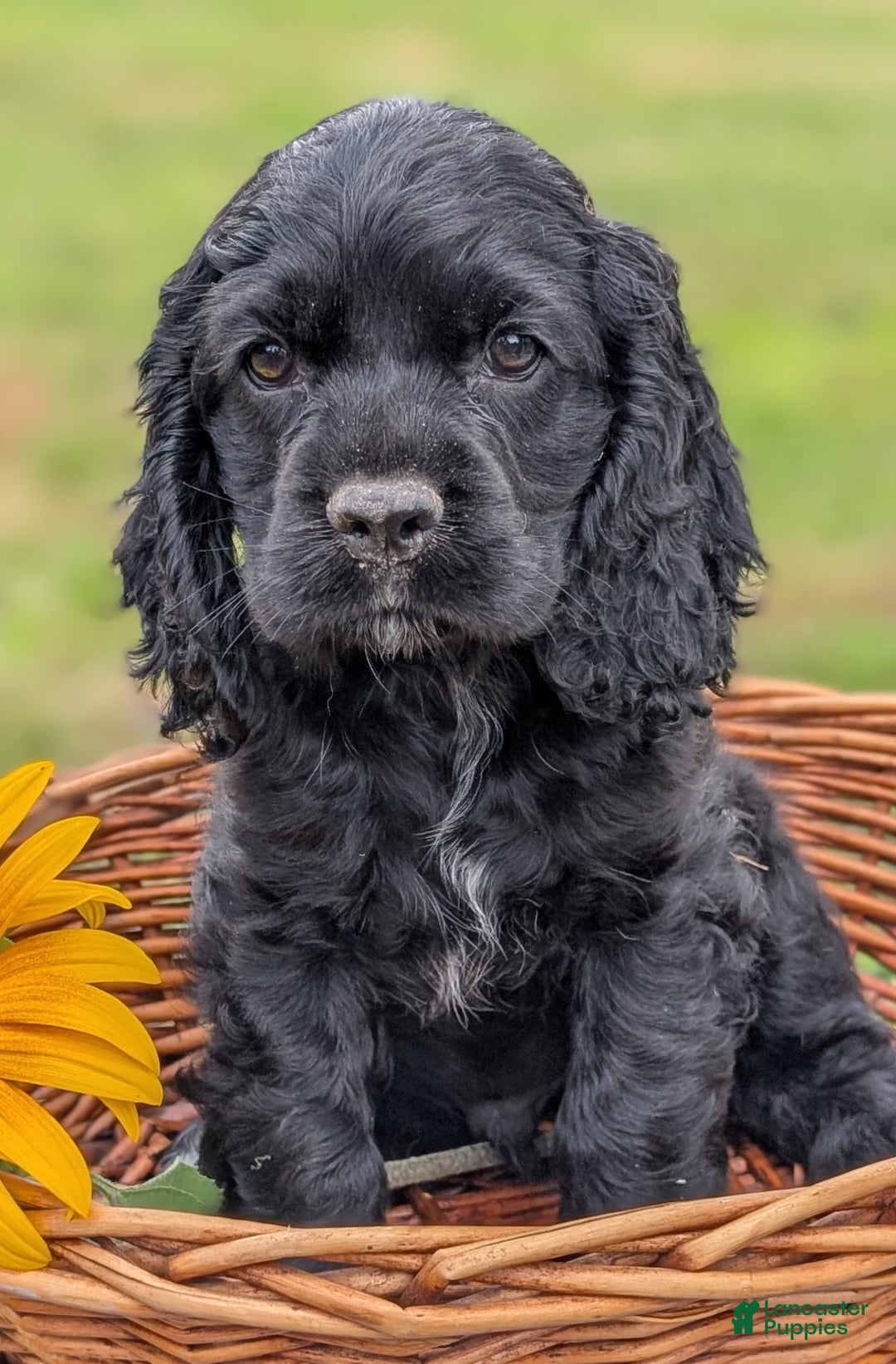 Cocker Spaniel dogs for sale: Felix - Image 2