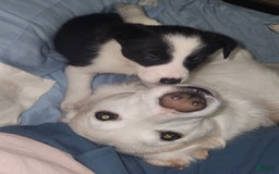 Border Collie dogs for sale: Little Lenny - Image 1