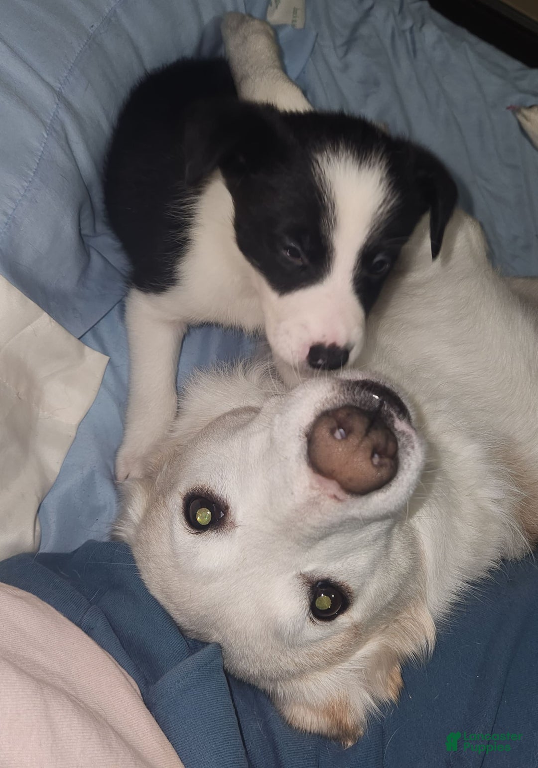 Border Collie dogs for sale: Little Lenny - Image 1